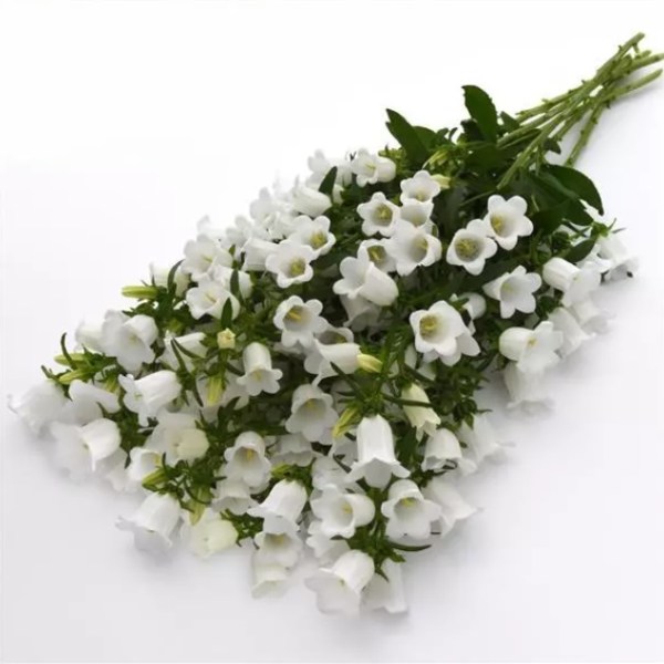 campanula_campana_white_2.jpg
